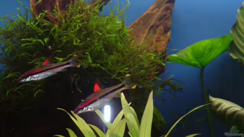 Besatz im Aquarium Becken 6595 von Björn König (6)