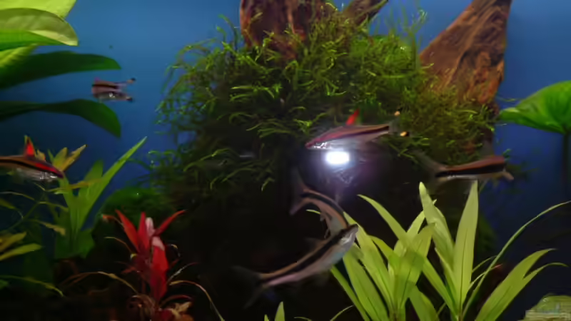 Besatz im Aquarium Becken 6595 von Björn König (7)