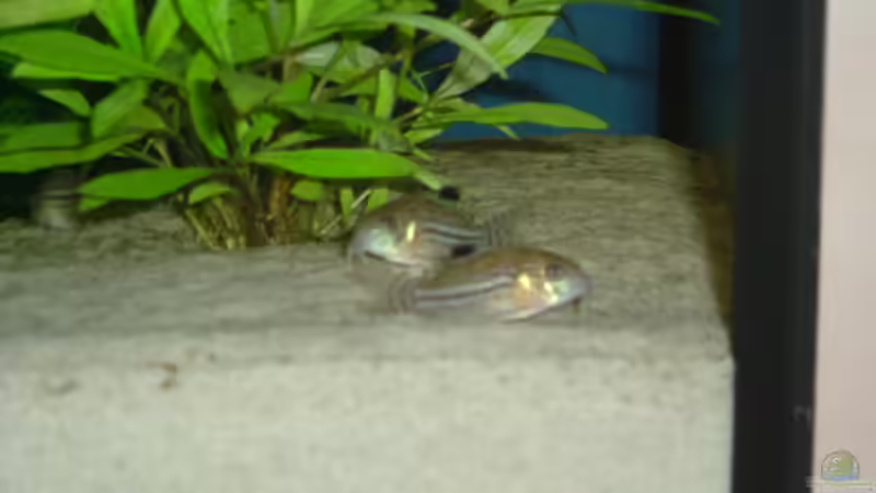 Besatz im Aquarium Becken 6595 von Björn König (9)