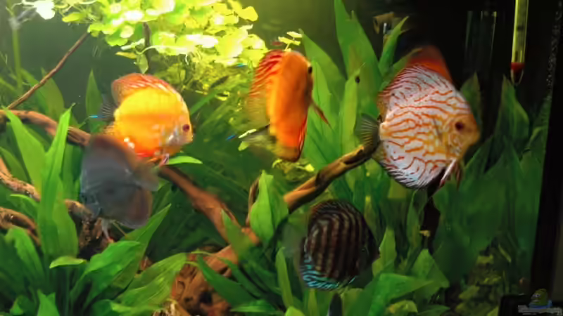 Besatz im Aquarium Becken 6607 von Stephan Hansmann (16)