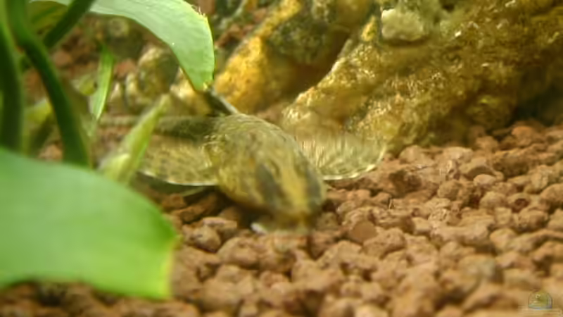 Besatz im Aquarium Becken 6618 von Mista_Birdy (12)