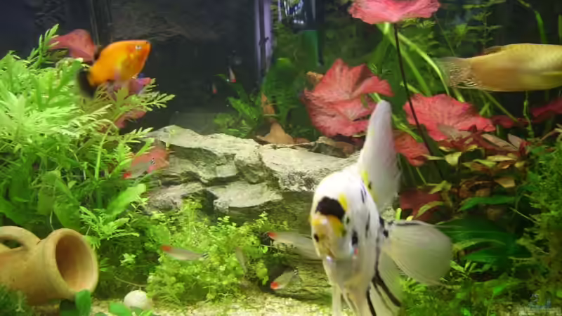 Besatz im Aquarium Becken 6624 von Sandra Stoffels (22)