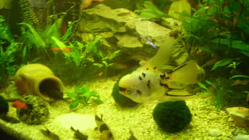 Besatz im Aquarium Becken 6624 von Sandra Stoffels (24)