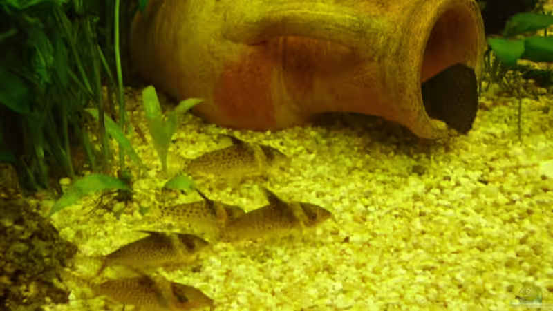 Besatz im Aquarium Becken 6624 von Sandra Stoffels (26)