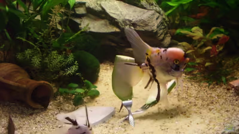 Besatz im Aquarium Becken 6624 von Sandra Stoffels (27)