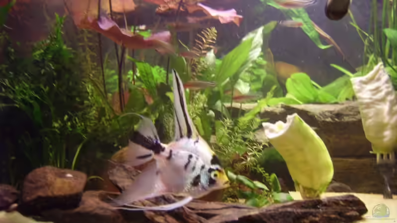 Besatz im Aquarium Becken 6624 von Sandra Stoffels (28)