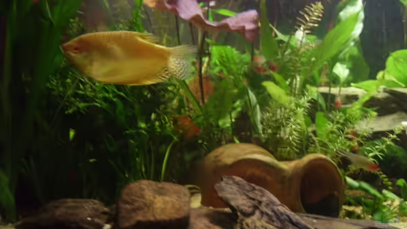 Besatz im Aquarium Becken 6624 von Sandra Stoffels (29)