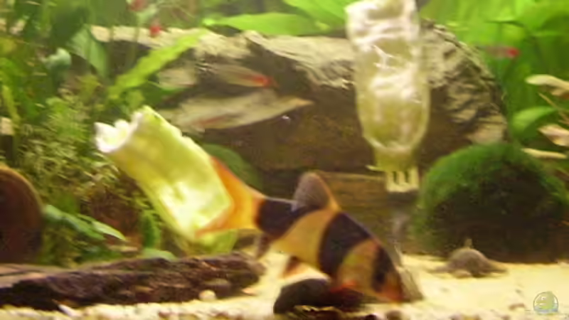 Besatz im Aquarium Becken 6624 von Sandra Stoffels (30)