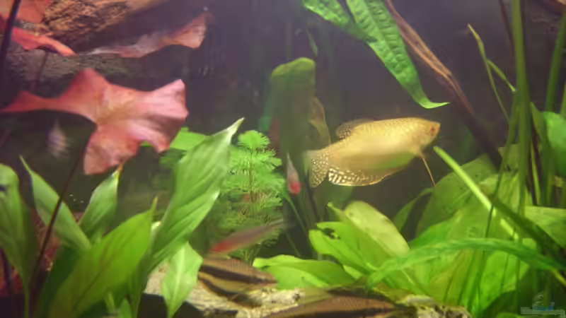 Besatz im Aquarium Becken 6624 von Sandra Stoffels (31)