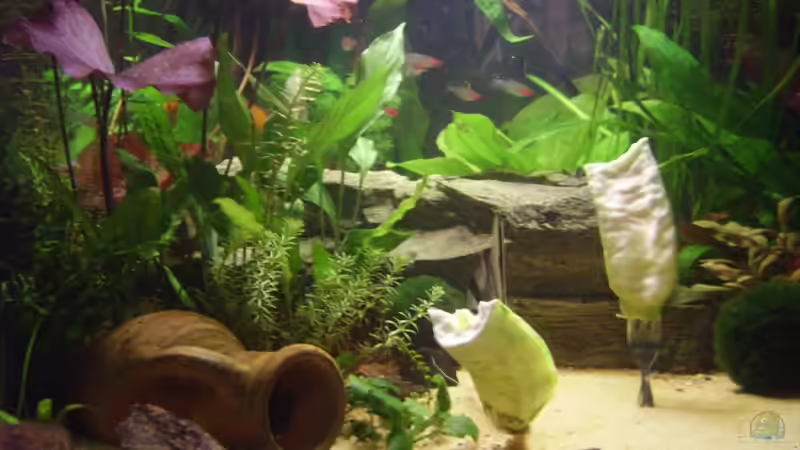 Besatz im Aquarium Becken 6624 von Sandra Stoffels (32)