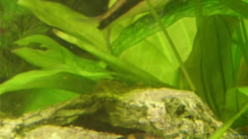 Besatz im Aquarium Becken 6624 von Sandra Stoffels (33)