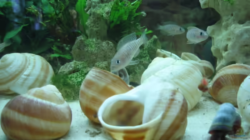 Besatz im Aquarium Becken 6630 von farmerin (5)