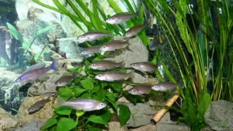 Besatz im Aquarium Becken 664 von Christoph Klaus (18)