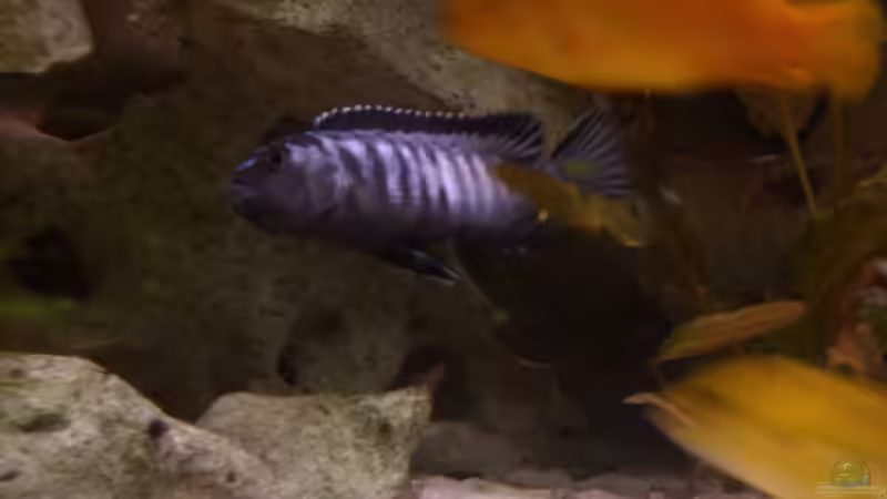 Besatz im Aquarium Becken 6641 von breakfastklubber (27)