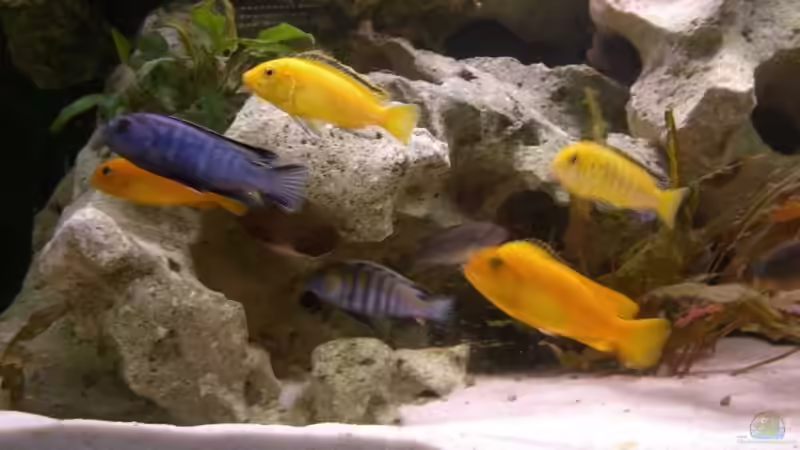 Besatz im Aquarium Becken 6641 von breakfastklubber (29)