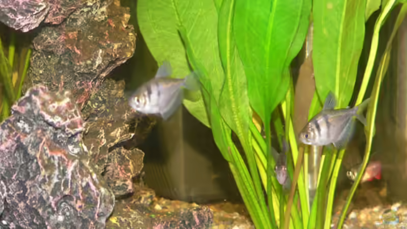 Besatz im Aquarium Becken 6647 von Torsten Kalmus (10)