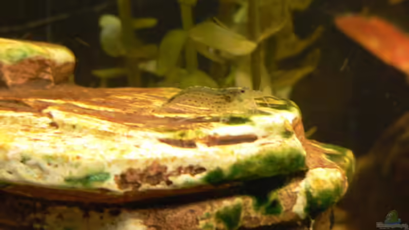 Besatz im Aquarium Becken 6647 von Torsten Kalmus (6)