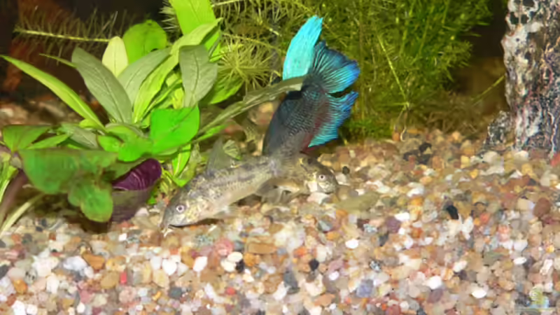 Besatz im Aquarium Becken 6647 von Torsten Kalmus (7)