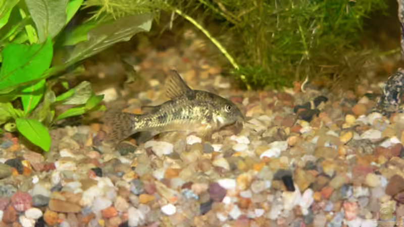 Besatz im Aquarium Becken 6647 von Torsten Kalmus (8)