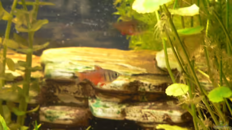 Besatz im Aquarium Becken 6647 von Torsten Kalmus (9)