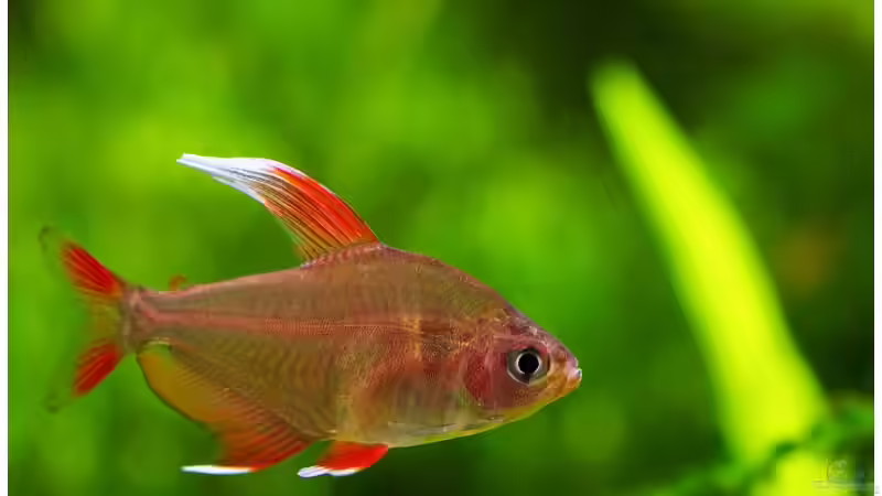 Besatz im Aquarium Becken 6659 von Jörn Guntermann (10)