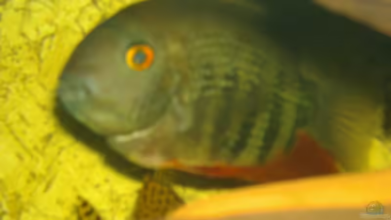 Besatz im Aquarium Becken 6682 von Rüdiger Schäbe (10)