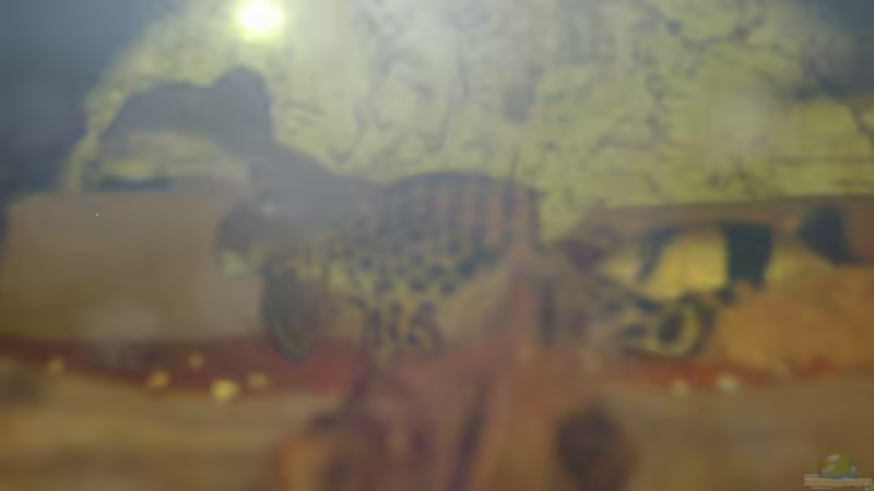 Besatz im Aquarium Becken 6682 von Rüdiger Schäbe (4)