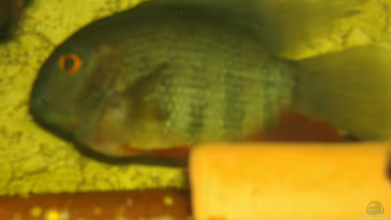 Besatz im Aquarium Becken 6682 von Rüdiger Schäbe (6)