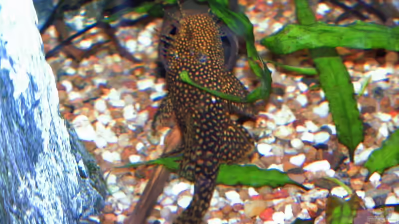 Besatz im Aquarium Becken 6695 von kaulquappe (10)