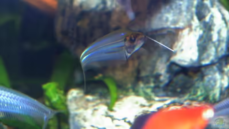 Besatz im Aquarium Becken 6695 von kaulquappe (11)