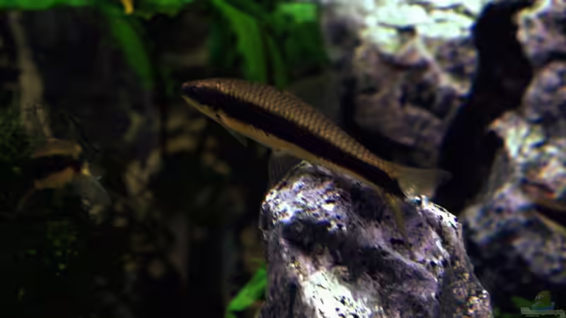 Besatz im Aquarium Becken 6695 von kaulquappe (8)