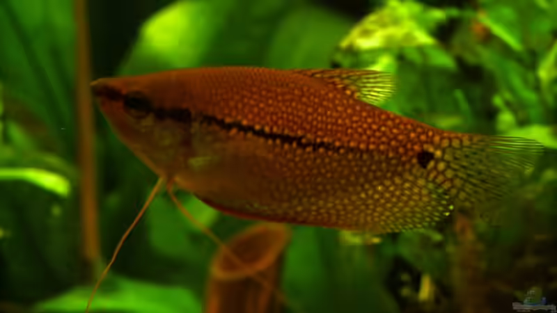 Besatz im Aquarium Becken 6695 von kaulquappe (9)