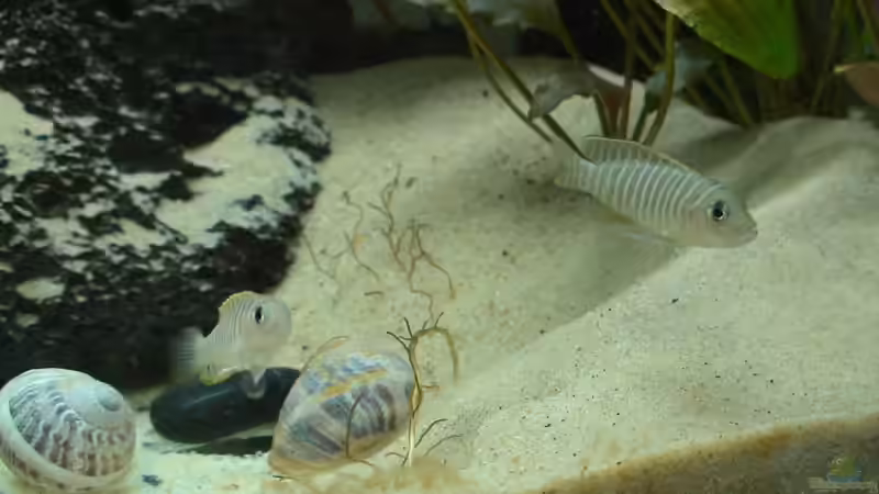 Besatz im Aquarium Becken 6698 von Matthias Huber (5)