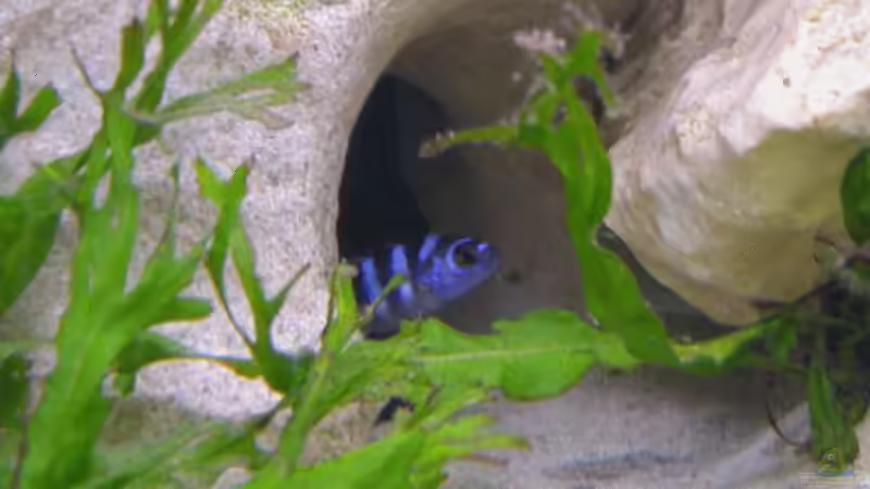 Besatz im Aquarium Becken 67 von Norbert Ruhnau (16)