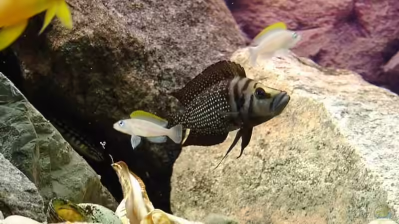 Besatz im Aquarium Becken 67 von Norbert Ruhnau (21)