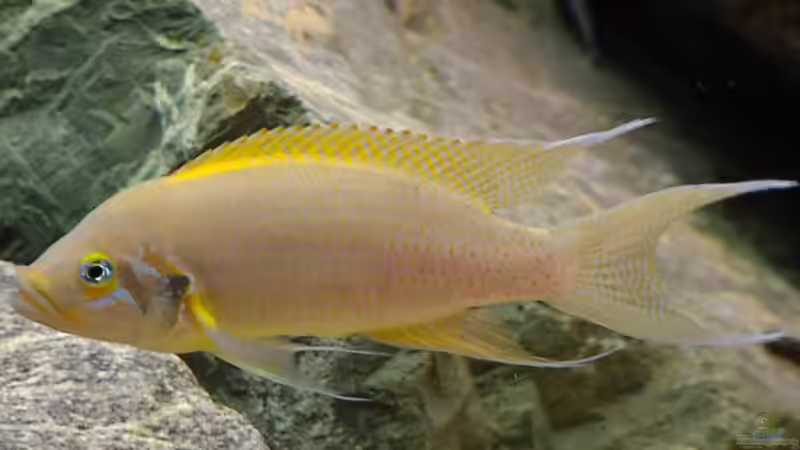 Besatz im Aquarium Becken 67 von Norbert Ruhnau (23)