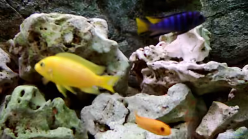 Besatz im Aquarium Becken 671 von Thomas Neuhaus (16)