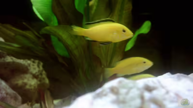 Besatz im Aquarium Becken 671 von Thomas Neuhaus (18)