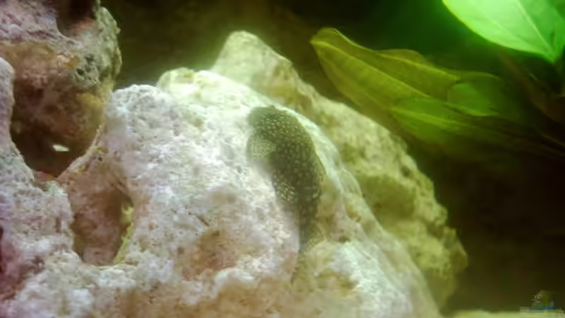 Besatz im Aquarium Becken 671 von Thomas Neuhaus (20)