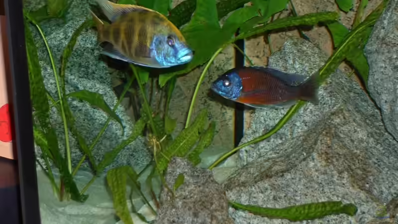 Besatz im Aquarium Becken 6731 von Sascha Bolz (5)