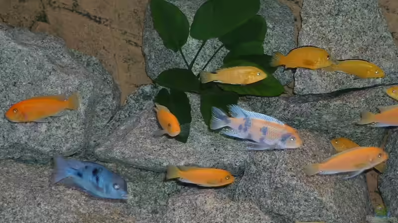 Besatz im Aquarium Becken 6731 von Sascha Bolz (7)