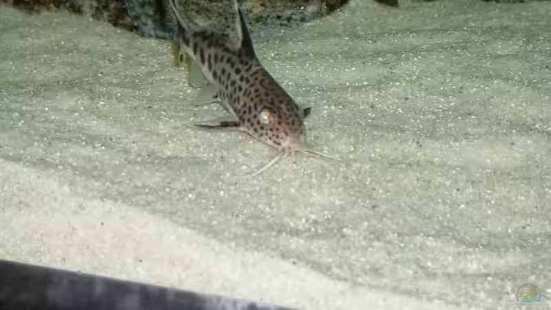 Besatz im Aquarium Becken 6731 von Sascha Bolz (8)