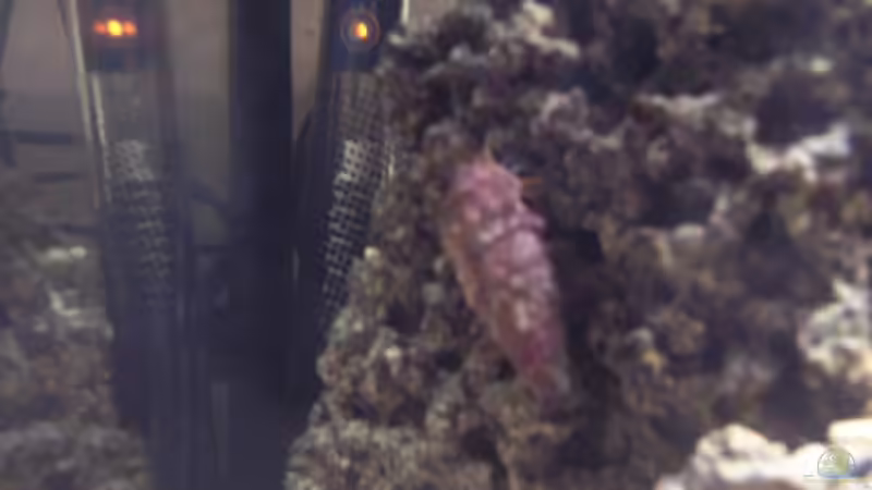 Besatz im Aquarium Becken 6753 von Reinhold Graßer (4)