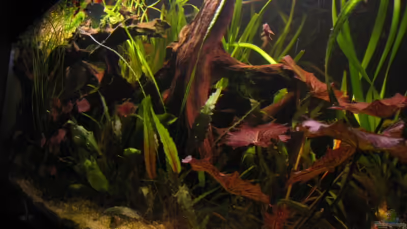 Besatz im Aquarium Becken 6762 von malawigome (24)