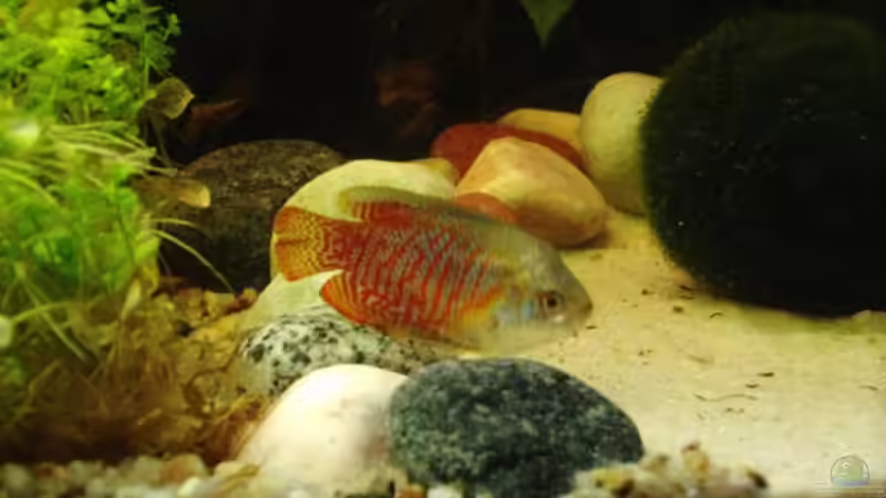 Besatz im Aquarium Becken 6788 von Kathrin Schmidt (5)