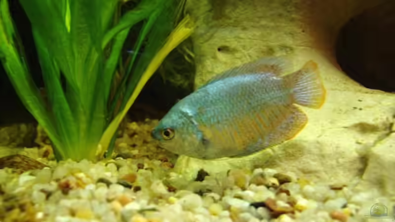 Besatz im Aquarium Becken 6788 von Kathrin Schmidt (6)