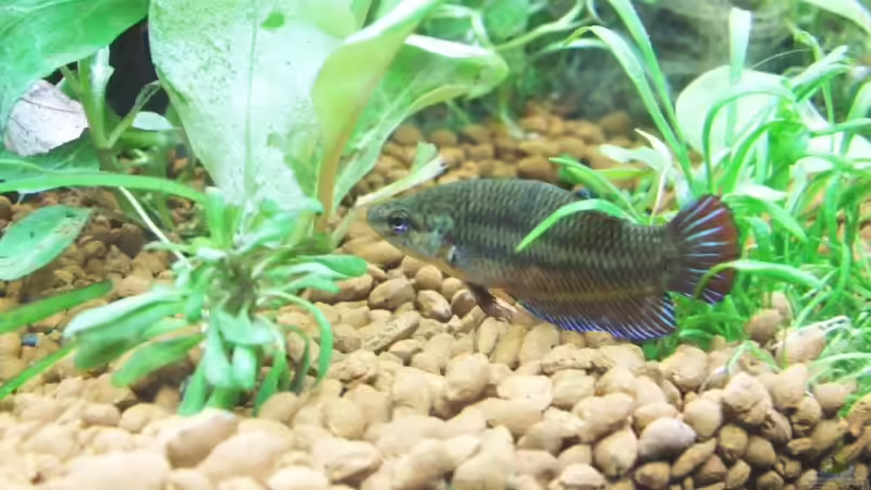 Besatz im Aquarium Becken 6789 von Monika Panksy (12)