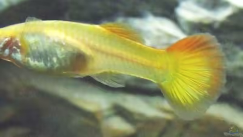 Besatz im Aquarium Becken 6789 von Monika Panksy (13)