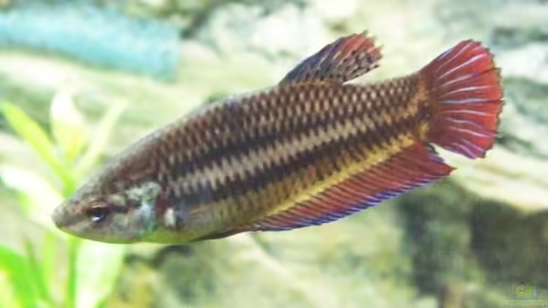 Besatz im Aquarium Becken 6789 von Monika Panksy (14)