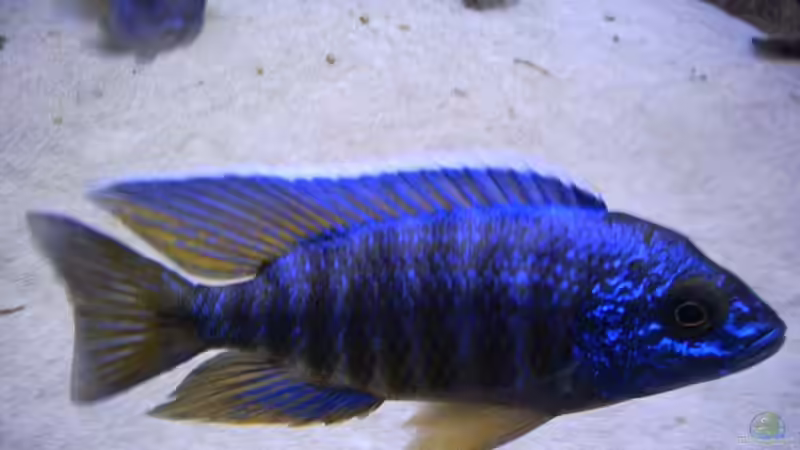 Besatz im Aquarium Becken 679 von Michael Meyer (11)